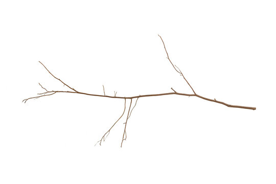 Single bare tree branch isolated on white background for nature design projects.