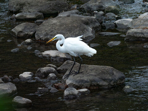a great egret hunting on the river