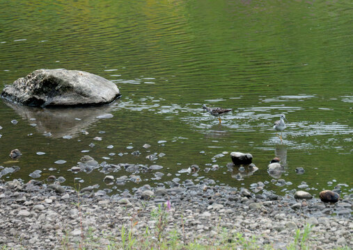 a pair of greater yellow legs foraging