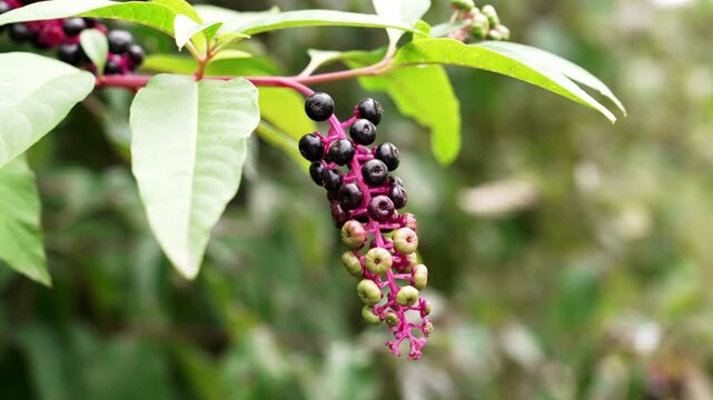 Close up of Phytolacca americana pokeweed berries hanging on magenta stem
