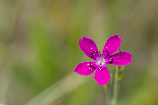 Macro view of a single pink Dianthus deltoides flower outdoors in natural light. The composition features a shallow depth of field and left copy space against a green vegetation background.