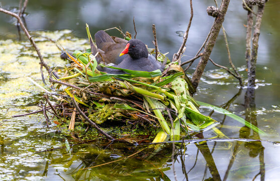 Moorhen "Gallinula chloropus" sitting on its nest made of twigs, leaves and moss. Brooding bird with red bill and fore crown in pond. Dublin, Ireland