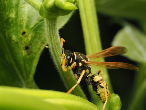 Avispa papelera (Polistes) posada sobre el tallo de una planta verde. Detalle sorprendente de la naturaleza y fauna silvestre en su h&aacute;bitat natural, ideal para proyectos cient&iacute;ficos y ambientales.