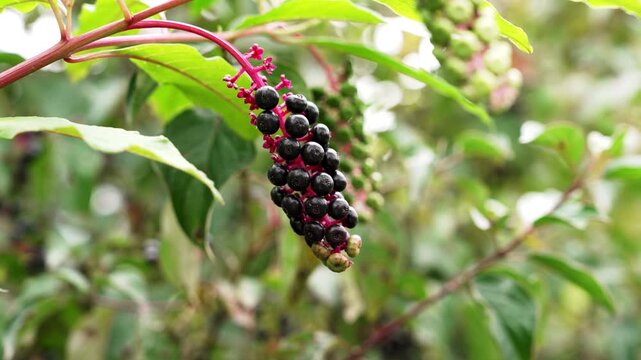 Phytolacca americana L. with a hanging cluster of mature dark black berries surrounded by bright green foliage