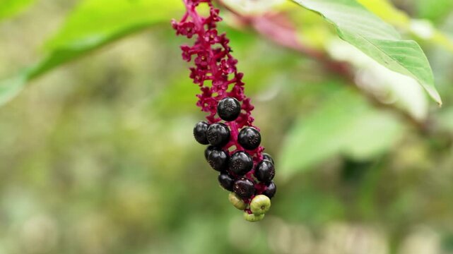 Phytolacca americana L. raceme with ripening black and green berries close up