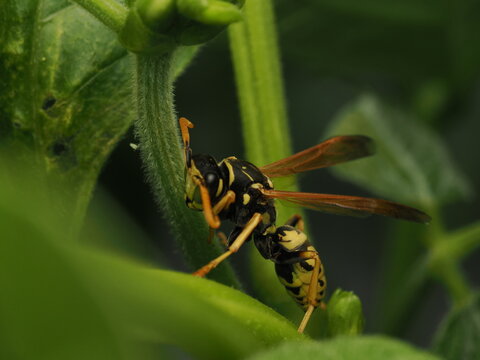 Avispa papelera (Polistes) posada sobre el tallo de una planta verde. Detalle sorprendente de la naturaleza y fauna silvestre en su h&aacute;bitat natural, ideal para proyectos cient&iacute;ficos y ambientales.