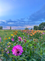 Obraz premium Close up of beautiful pink dahlia flower blooming in summer rural garden field