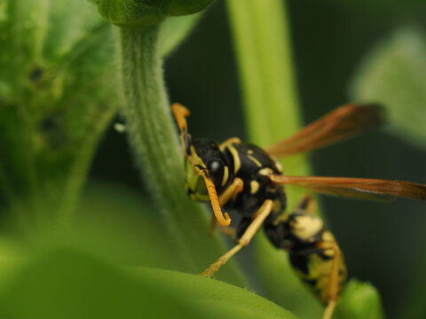 Avispa papelera (Polistes) posada sobre el tallo de una planta verde. Detalle sorprendente de la naturaleza y fauna silvestre en su h&aacute;bitat natural, ideal para proyectos cient&iacute;ficos y ambientales.