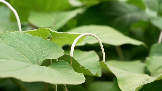 White curved inflorescence spike and large green heart-shaped leaves of Piper sanctum (Acuyo or Mexican Pepperleaf)