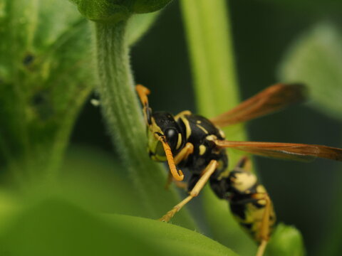Avispa papelera (Polistes) posada sobre el tallo de una planta verde. Detalle sorprendente de la naturaleza y fauna silvestre en su h&aacute;bitat natural, ideal para proyectos cient&iacute;ficos y ambientales.