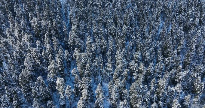 Beautiful high altitude forest mountain landscape 