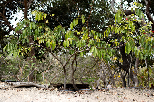 Discover the Inga tree, known for its sweet ice-cream bean pods and vital role in tropical ecosystems