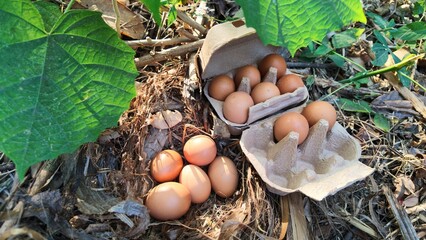 Collects omega-3 chicken eggs from a chicken coop in a farm garden © ENDRY