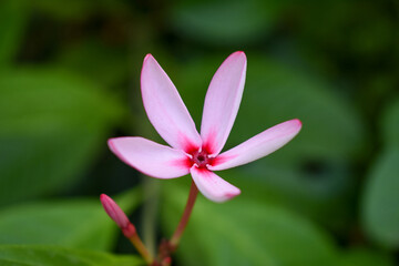Fototapeta premium Pink Kopsia (Kopsia fruticosa) Flower and Bud, Kelaniya, Sri Lanka. 