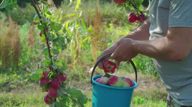 Gardener in gray shirt picks ripe apples from a tree branch, placing them into a blue bucket while surrounded by lush greenery in a sunny orchard during harvest season