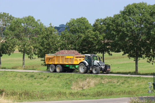 a large tractor with a tipping trailer with onions is driving at a country road with trees in summer closeup