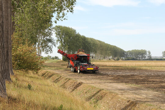a self propelled potato harvester with a bunker full with potatoes in a potato field in the dutch countryside in summer