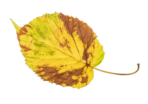 Horizontal autumn leaf transitioning from yellow to brown isolated on transparent background. Natural change of seasons.