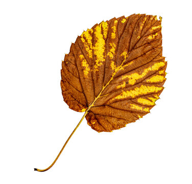 Highly textured autumn leaf in brown and orange tones isolated on transparent background. Rustic seasonal graphic element.