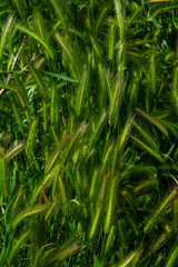 Fototapeta premium Close-up of vibrant green grass, perfect for environmental, wellness