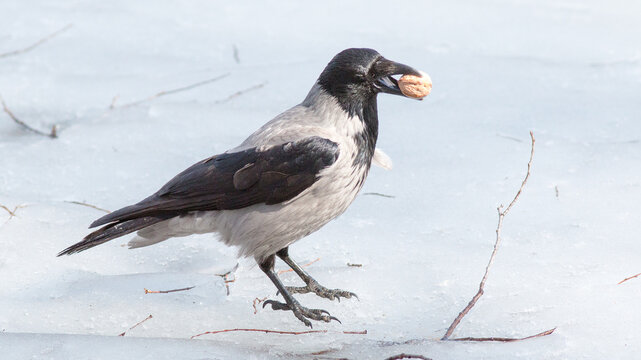 crow in snow