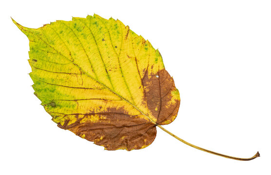 Yellow autumn leaf with a brown withered edge isolated on transparent background. Realistic seasonal foliage element.