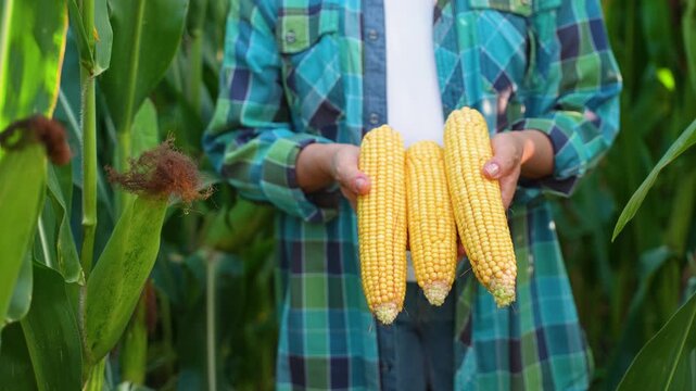 Farmer holding freshly harvested corn on the cob