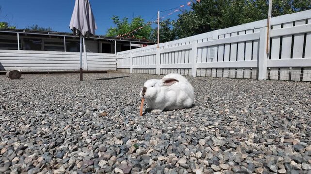 White rabbit eats carrot on gravel ground. Soft sunlight highlights its calm posture.