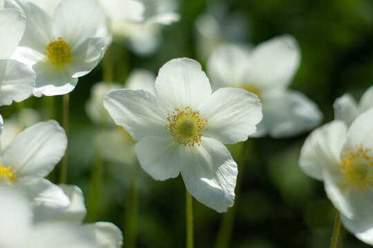 A close‑up of a white anemone flower