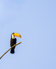 toucan on a branch © Agata Carr