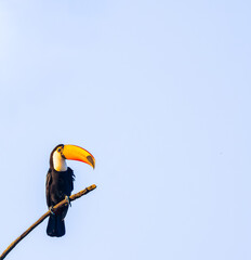 toucan on a branch © Agata Carr