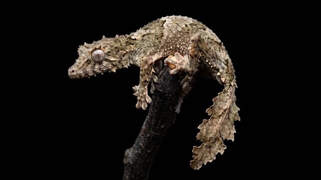 leaf tailed gecko close up isolated on black background studio portrait in madagascar video