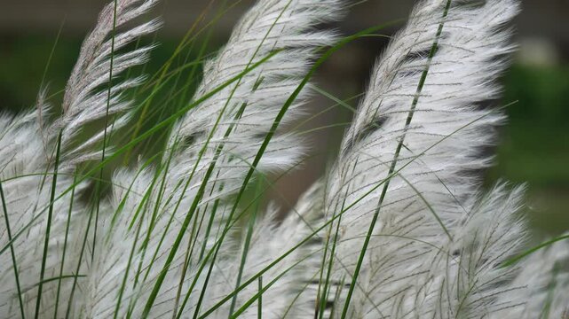 Wild White Kash Phool Grass Flowers with Green Blades Swaying in Strong Breeze. Vibrant White Wild Grass Flowers and Green Leaves Swaying Softly in Autumn Sunlight.