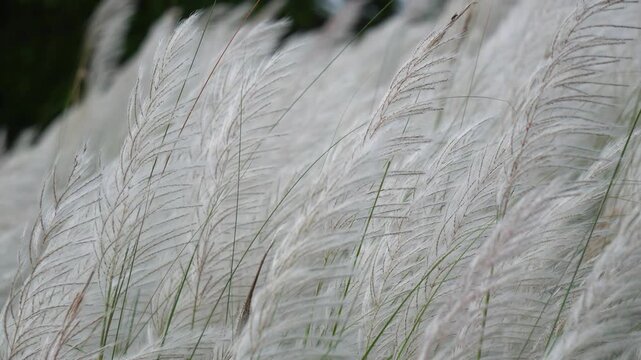 Macro View of Blooming White Kash Phool Wild Flowers Symbolizing Autumn Festival Season. Close Up View of White Saccharum Spontaneum Flowers Blooming Outdoors in Autumn