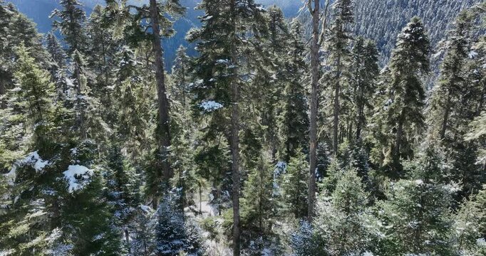 Beautiful high altitude forest mountain landscape 
