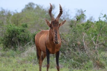 Red Hartebeest Antelope in the Bushveld at Addo Elephant National Park