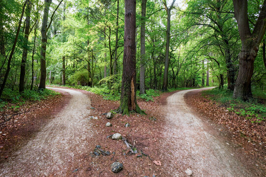 A dirt track splits into two paths around a tall tree in a bright green spring forest