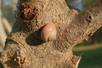 Single snail slowly climbing up the rough bark of a tree branch in a garden setting under natural sunlight during the day while moving upwards across the textured wood surface © vannet