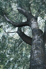 Obraz premium Tall birch tree with rough white bark and green leaves growing in the forest during a bright day as seen from a low angle looking up towards the sunlight filtering through