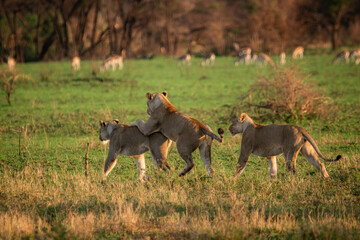 African Lions Playing and Walking in Green Savanna Field © Janica