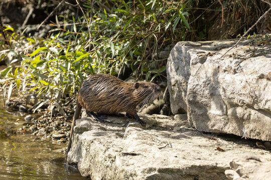 Coypu standing on a rocky riverbank beside shallow water