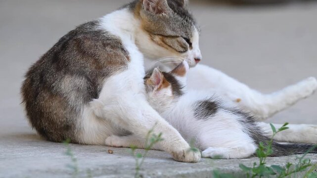 A stray mother cat licking, grooming, and nursing her small, sick kitten outdoors.