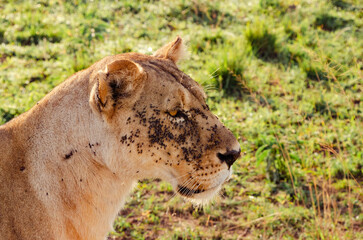 Close Up Profile Portrait of Lioness in African Grassland © Janica