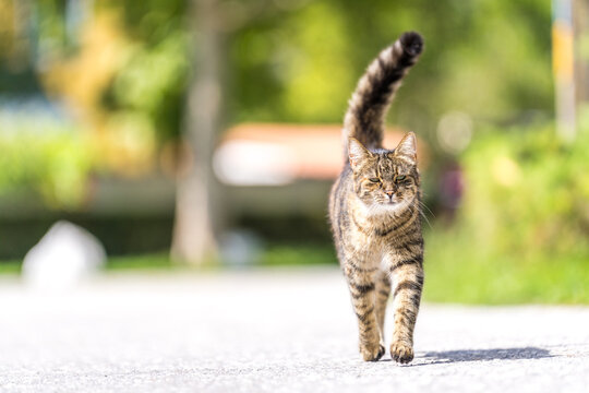 graue Tigerkatze