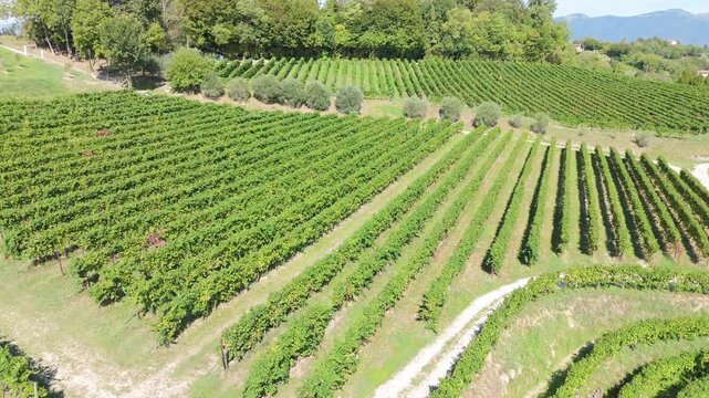 Aerial orbit shot of Prosecco vineyard rows on rolling hills in Valdobbiadene, Italy. Medium altitude drone panoramic view of scenic wine region.