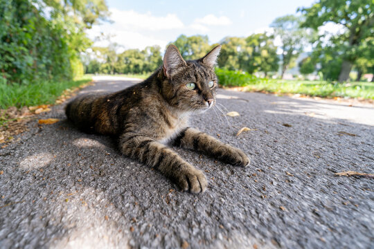 graue Tigerkatze