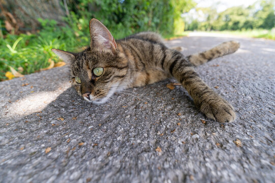 graue Tigerkatze
