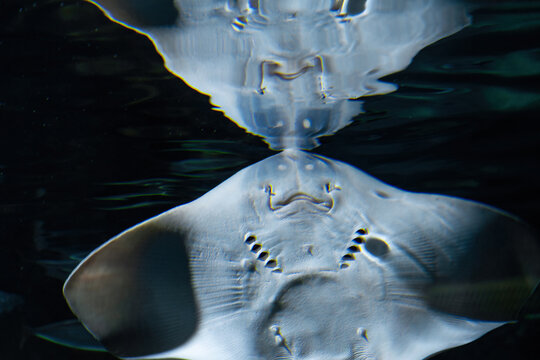 Marine electric stingray fish and sandy seabed