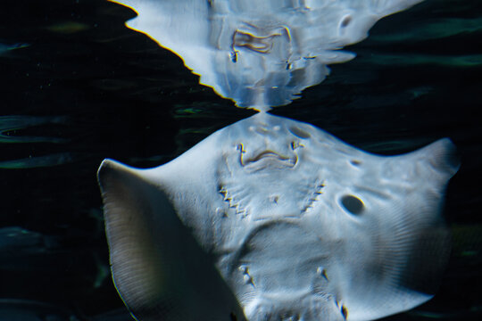 Marine electric stingray fish and sandy seabed