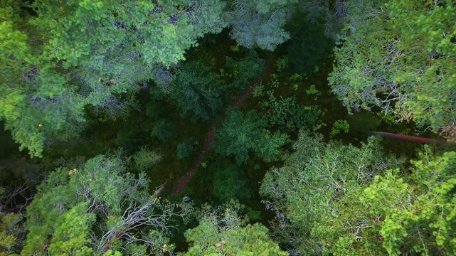 An above top view of a path and rising straight up revealing a bigger deciduous forest area in Finland. 